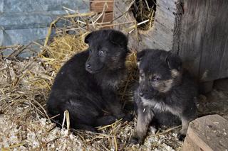 Słodziaki do wzięcia