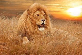 QUIZ o zwierzętach z Afryki. Oglądałeś Króla lwa? Sprawdź szóste pytanie!