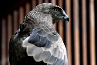 Gadożer Bodzio wraca na wolność [ZDJĘCIA]