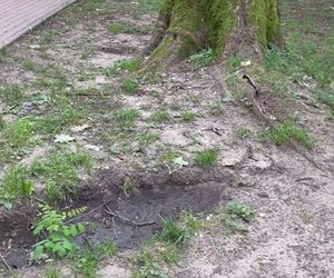 Urządzili sobie tor przeszkód w zabytkowym parku