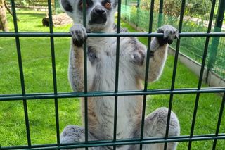 Najmniejsze zoo w Polsce znajduje się w Nowym Tomyślu! To miejsce warte odwiedzenia!