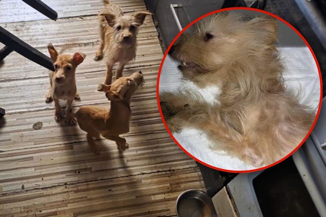 Psy przebywały w koszmarnych warunkach