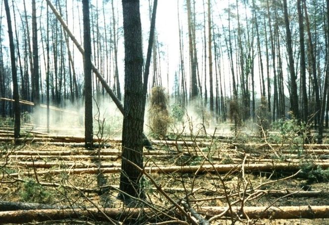 Pożar lasu w Kuźni Raciborskiej w 1992 roku