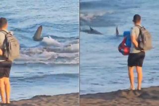 Rekiny atakują Hiszpanię! Plaże pozamykane tuż przed wakacjami
