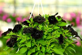 Czarna petunia