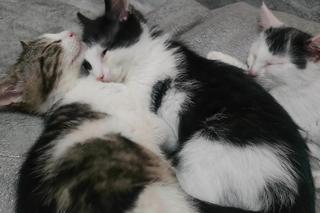 Chcesz mieć kota? Pomyśl o adopcji! Te piękne kociaki czekają na swój dom [ZDJĘCIA]