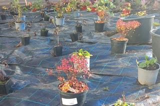 Olsztyn pięknieje. Powstaje kolejna zielona przestrzeń [ZDJĘCIA]