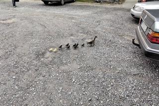 Lubelskie: Strażacy uratowali rodzinę kaczuszek [GALERIA]