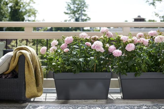 Róże na balkon i taras