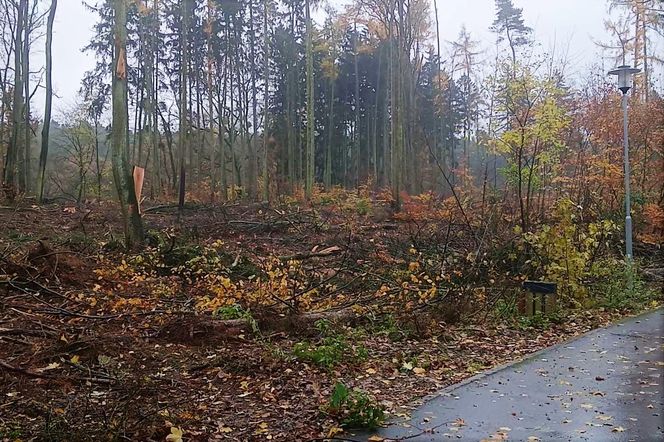 Wielka wycinka w Lesie Arkońskim