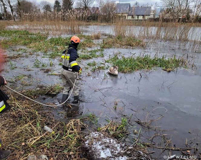 Łabędź przymarzł do tafli lodu! Uratowali go strażacy z OSP Wtelno [ZDJĘCIA]