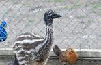 Pisklęta emu zamieszkają w poznańskim ZOO 