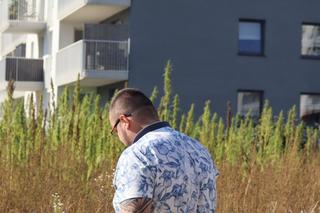 To koniec słynnego pola konopi w Lublinie?! Hemplab rezygnuje z dzierżawienia go od rolnika