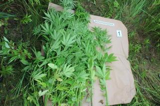 Małopolska: Marihuana w lesie. Policjanci znaleźli 6 ukrytych plantacji