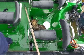 Pogranicznicy uratowali tonącą suczkę