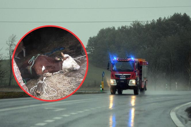 Byk wpadł do szamba, bo zawalił się pod nim strop. Na pomoc ruszyli strażacy