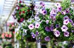 Petunia