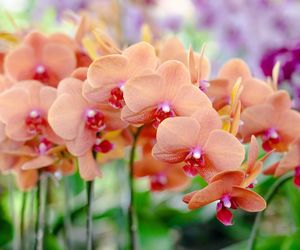 Storczyki najpiekniejszymi kwiatami doniczkowymi