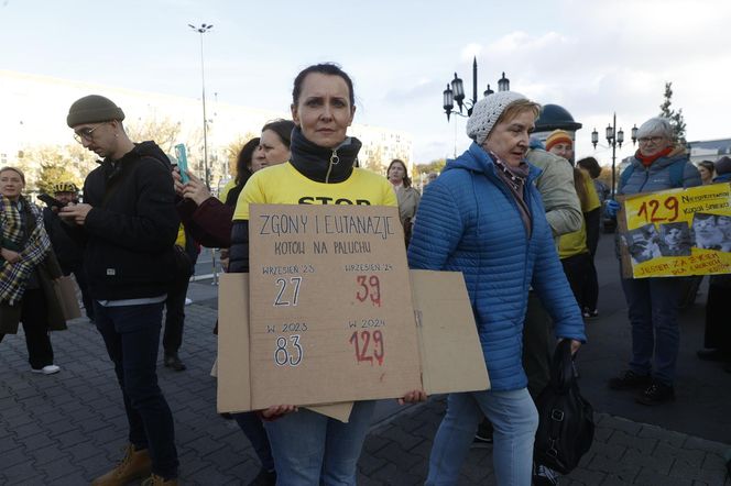 Wielki protest przez ratuszem. Wolontariusze walczą o życie kotów