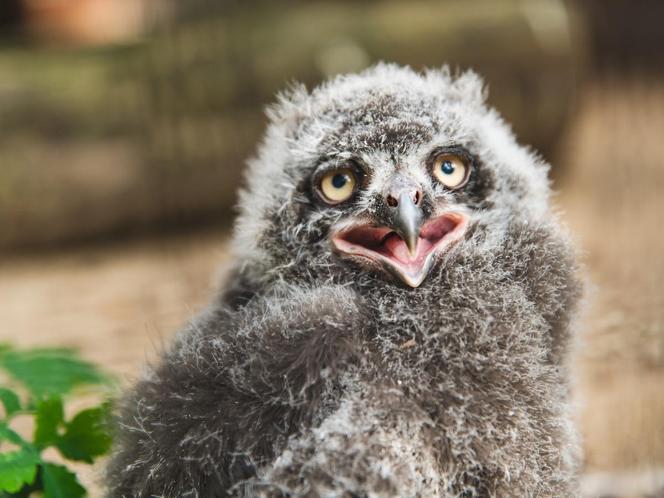 We Wrocławskim zoo wykluły się śnieżnobiałe puchacze. Są rozkoszne!