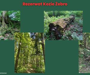 Rezerwat Kozie Żebro