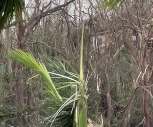 Michał Żebrowski pokazał oko cyklonu! Potworne zniszczenia po Melissie