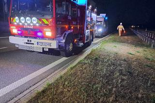 Kierowca uderzył w łosia na autostradzie i zginął! Tragiczny wypadek pod Toruniem [ZDJĘCIA]