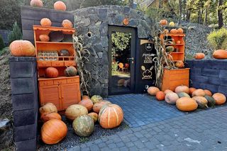 Westernowa farma dyniowa w Radawie.