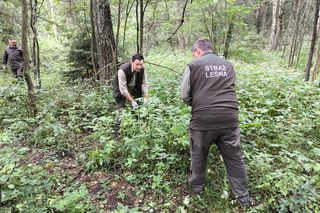 Inwazja obcych w woj. warmińsko-mazurskim. Te gatunki niszczą ekosystem