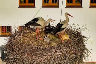 Bocian Krutek z Krutyni: od samotnika do samca alfa.