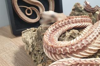 Nielegalnie handlował czaszkami zwierząt, skórami i szkieletami węży. Do akcji wkroczyła krakowska policja