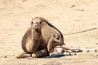 Kolejne narodziny w gdańskim ZOO w tym roku. Na świat przyszedł mały wielbłąd jednogarbny