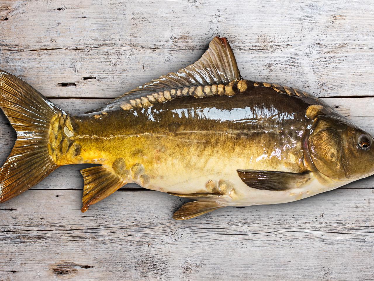 Karp po żydowsku, przepis Soni, mamy Gołdy Tencer