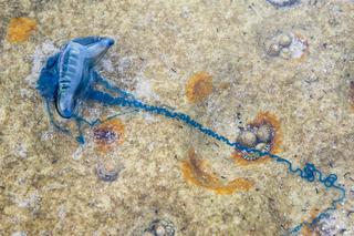 Szok! 50-metrowe meduzy atakują Europę. Naukowcy wydali ostrzeżenie