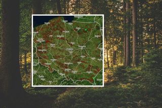 Znikną kolejne lasy w Zachodniopomorskiem. Alarmujące dane i przerażająca mapa