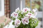 Pelargonia angielska