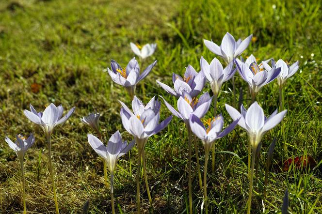 Krokus jesienny: Crocus speciosus