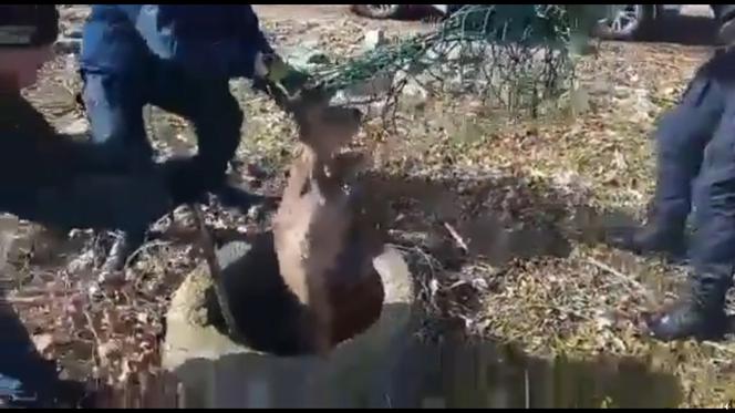 Strażnicy ekopatrolu ratują koziołka ze studni