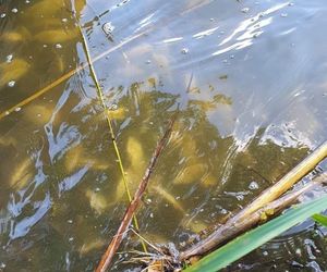Śnięte ryby w Jeziorze Budzieszowskim
