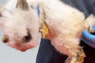 Zaniedbane króliki trafiły do Ady