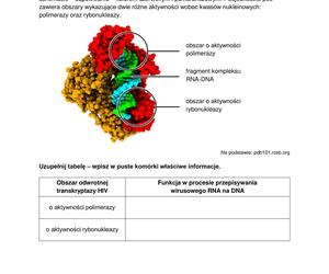 Matura 2024: biologia. Arkusze CKE i odpowiedzi. Poziom rozszerzony [Formuła 2015]