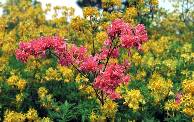 Ogród Botaniczny w Powsinie