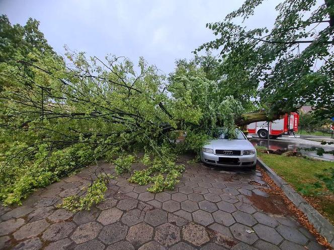 W Dąbczu silny wiatr powalił drzewo na samochód