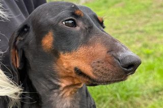 Ten jamnik całe życie nie wychodził na zewnątrz. Żył w jednym pokoju z 85 yorkami w pseudohodowli w Bydgoszczy