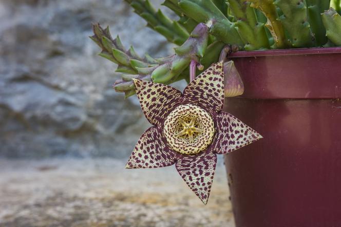 Stapelia = brudnota - Stapelia