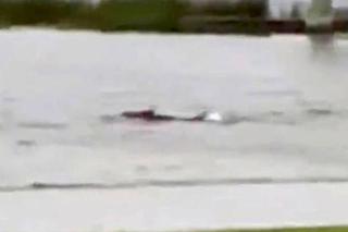 Rekiny pływają po ulicach miast! Armageddon na Florydzie przez huragan Ian