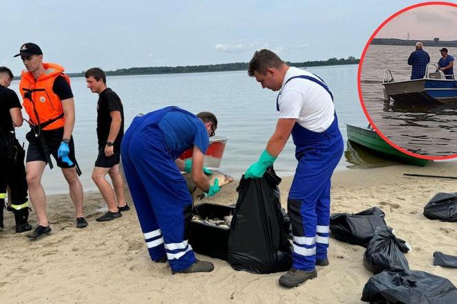 Śnięte ryby w jeziorze Dzierżno Duże. W Kanale Gliwickim wzrasta liczebność złotej algi