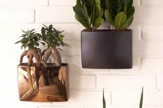 Zamiokulkas zamiolistny 