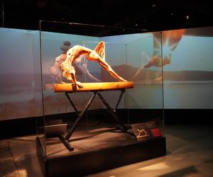 Wystawa z ludzkiego ciała. Body Worlds powróciła do Gdańska po 5 latach 