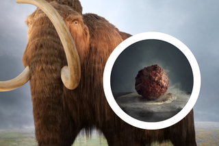 Mięso z probówki. Naukowcy stworzyli klopsa z mamuta